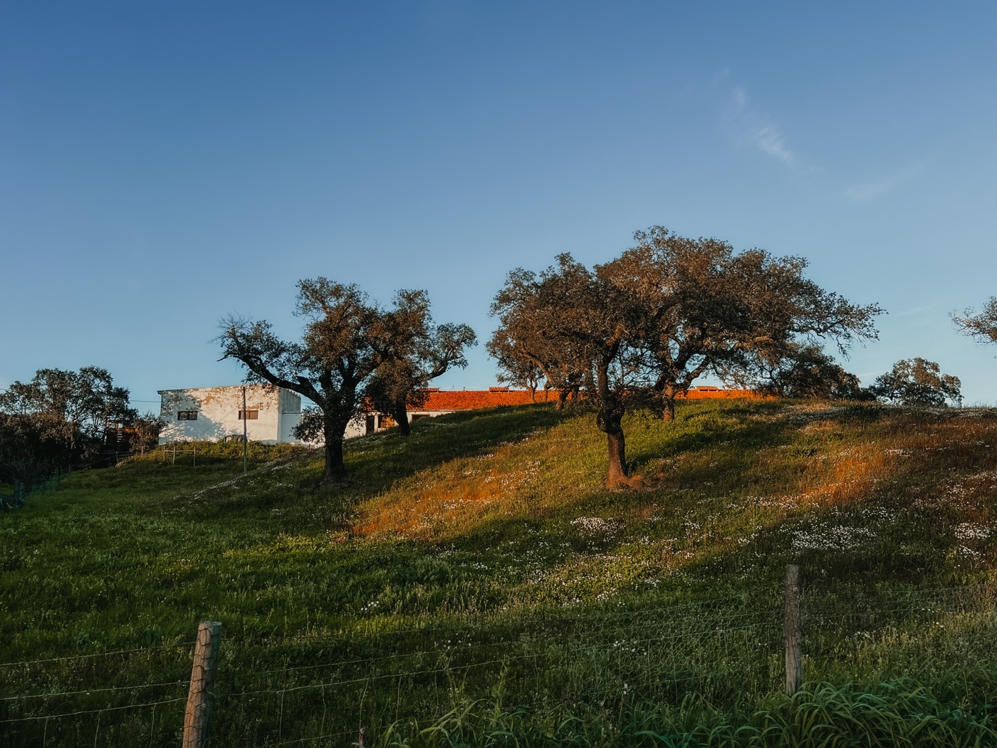 Land as commons — cork oak landscape at Traditional Dream Factory