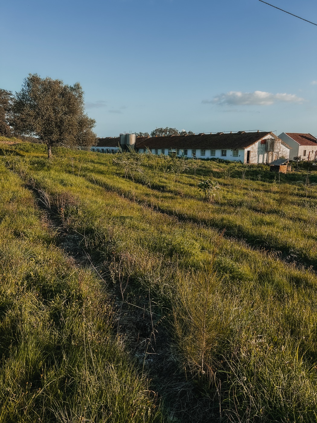 Ecovillage life — food forest rows and traditional buildings at Traditional Dream Factory