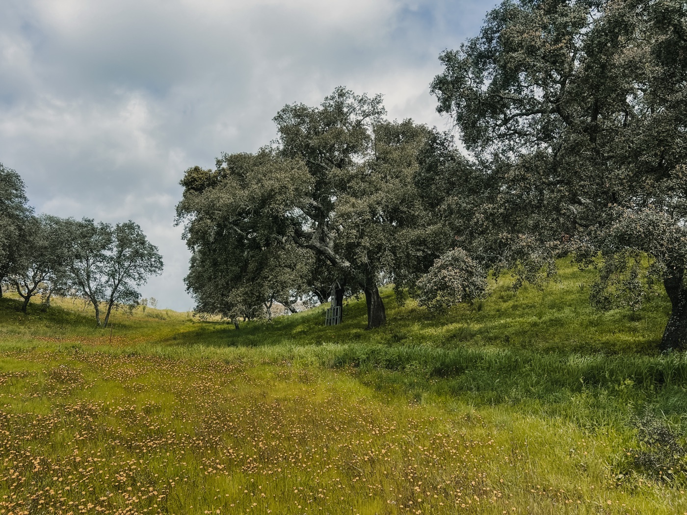 Glossary of regenerative commons — biodiversity and thriving ecosystems