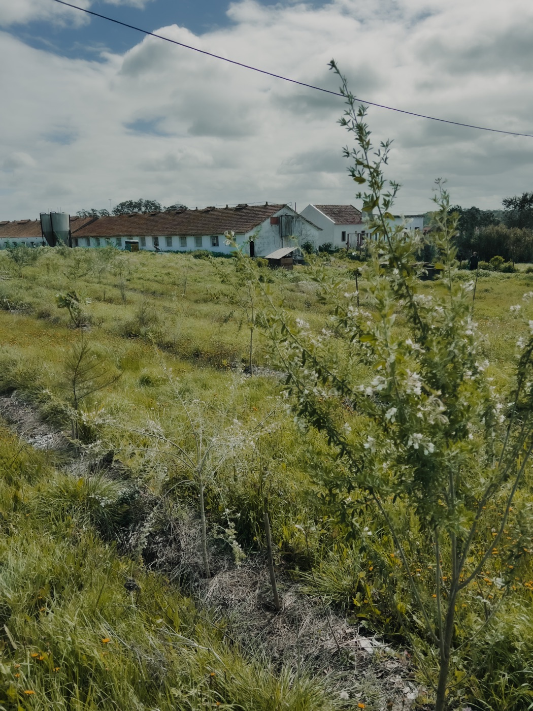 Young food forest growing at Traditional Dream Factory — agroforestry in practice