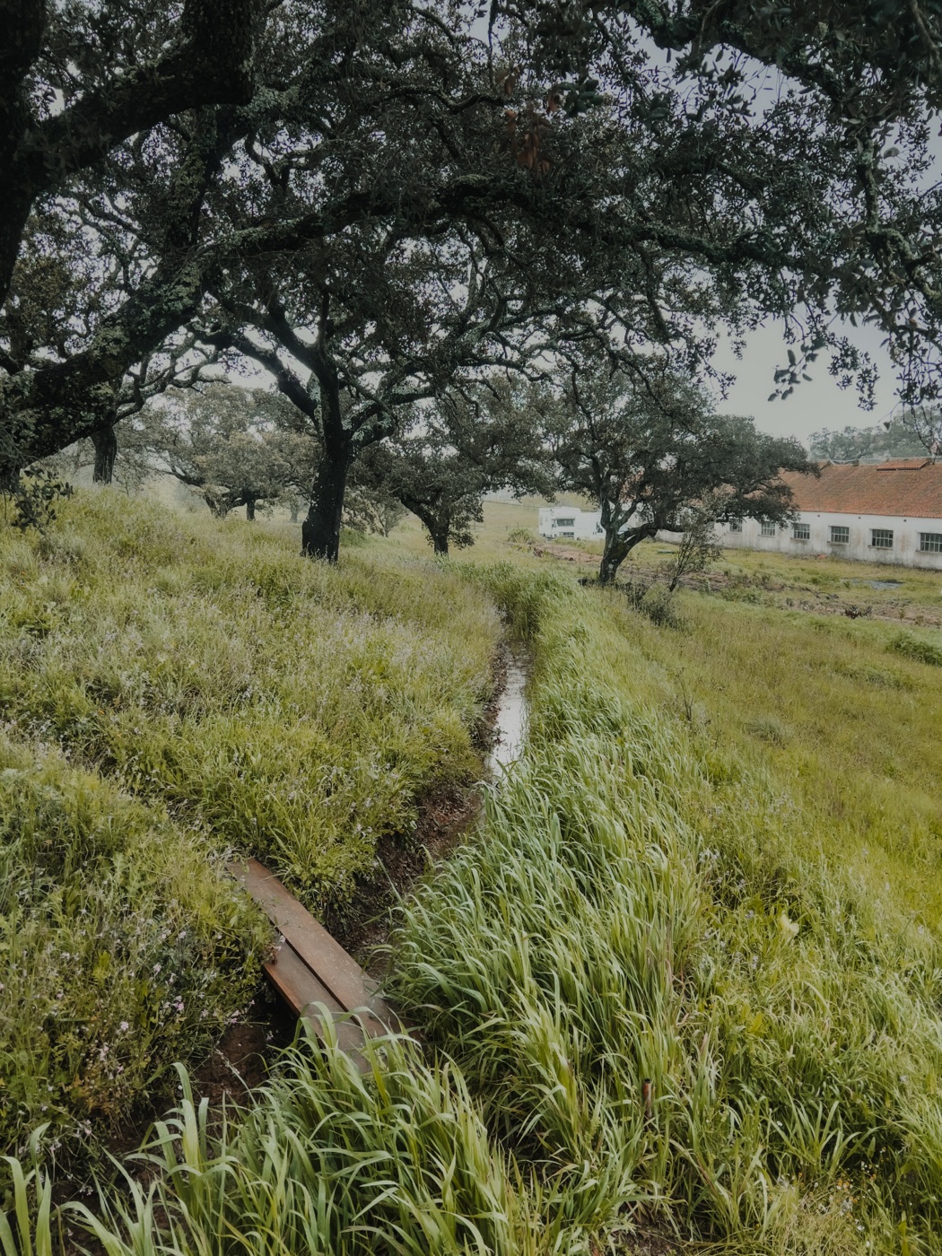Water flowing through a cork oak ecosystem — fragile ecological balance
