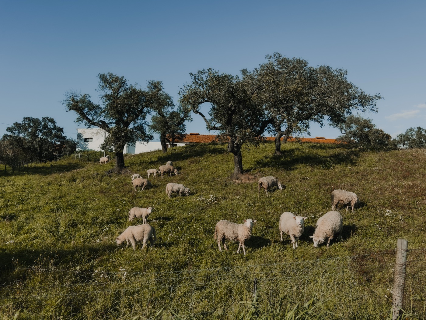 Sustainable community life — sheep grazing under cork oaks
