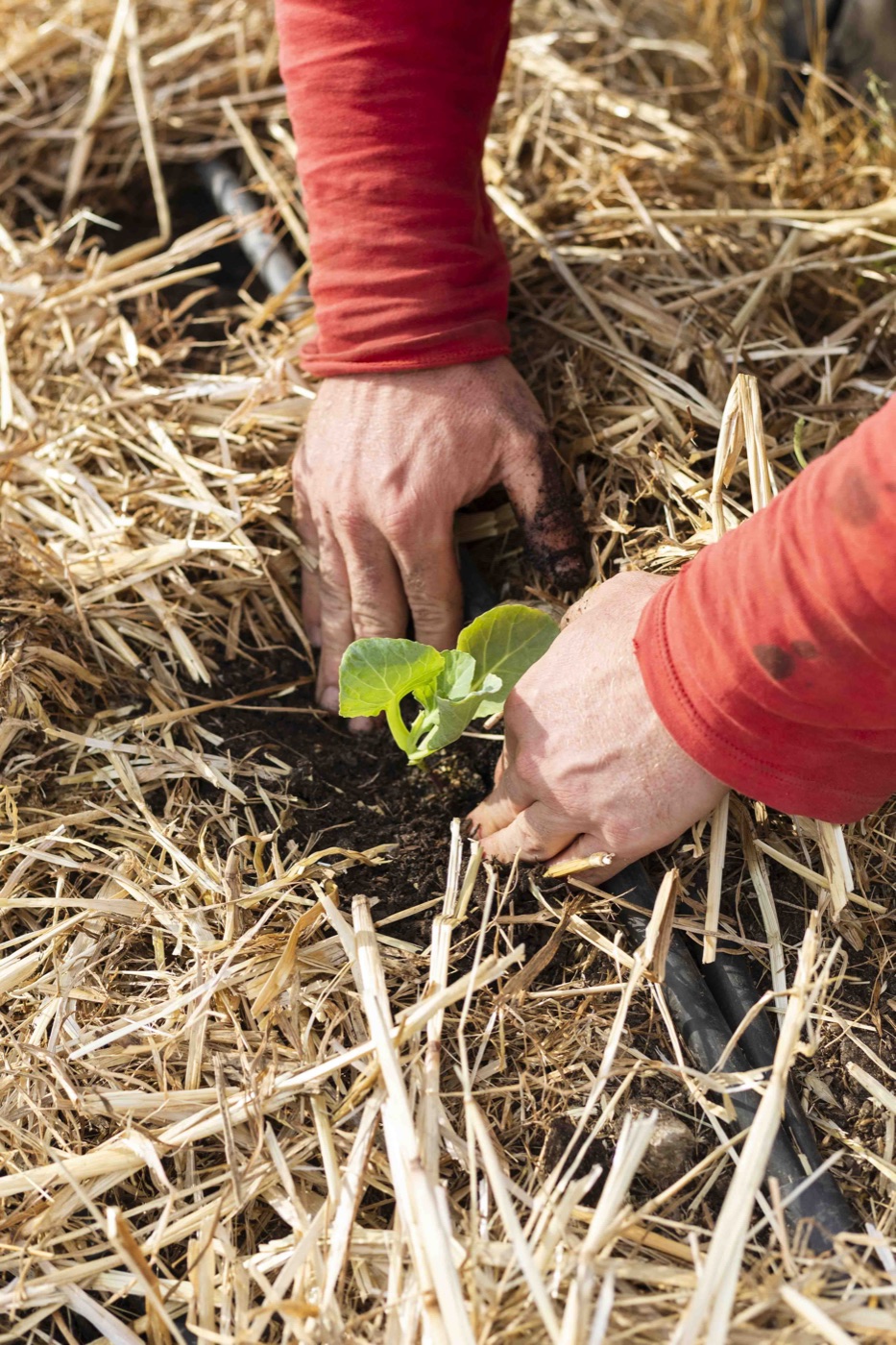 Hands planting a seedling — regenerative principles in action