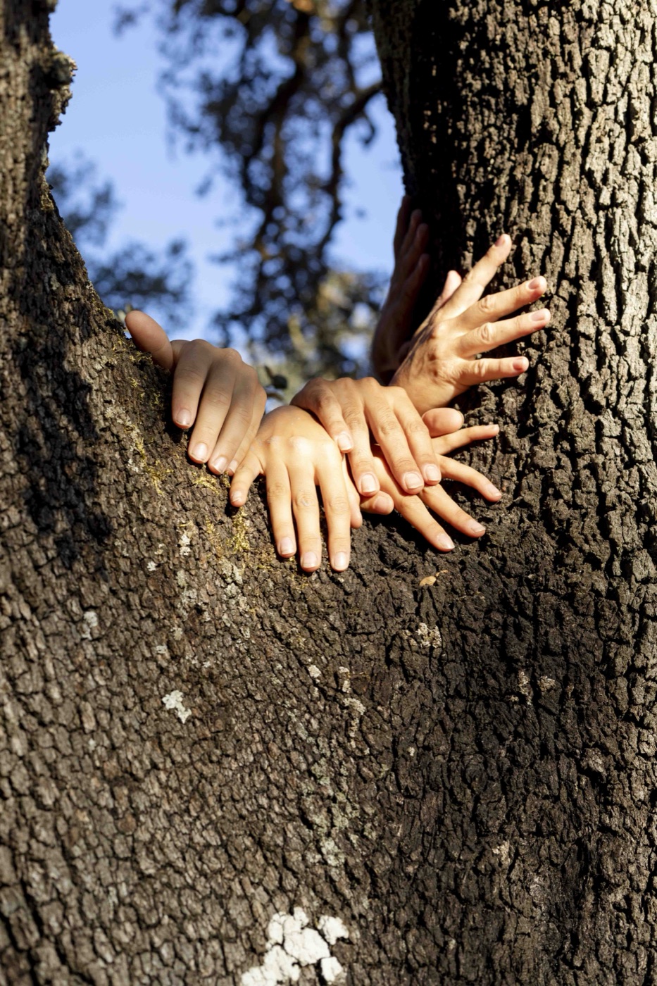 Hands united on a tree — community values rooted in nature