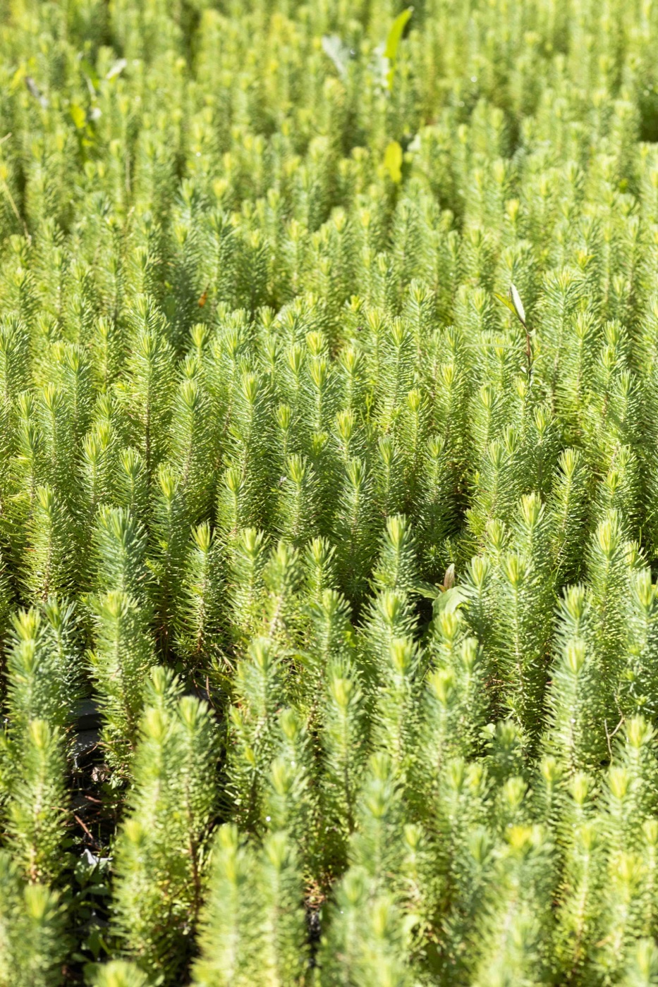 Dense native vegetation — the living assets behind nature tokens