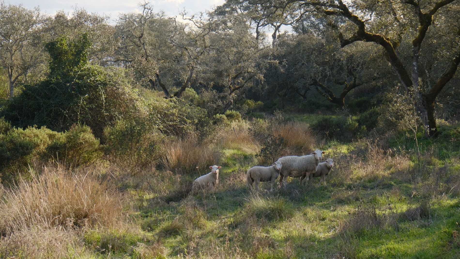 Regenerative agriculture and land stewardship at Traditional Dream Factory